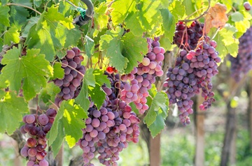 Smart Vineyard: Technology-Driven Transformation in Grape Cultivation