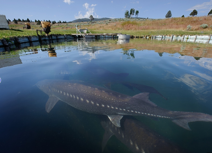 Aquaculture environment