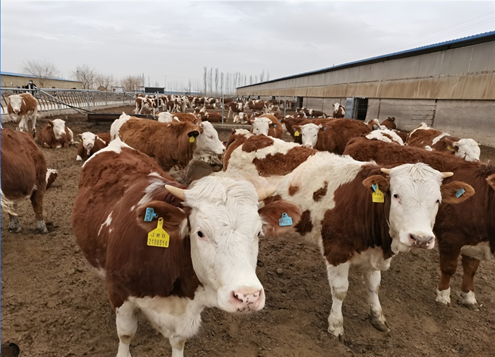 Modern Livestock Breeding Environment Intelligent Monitoring System