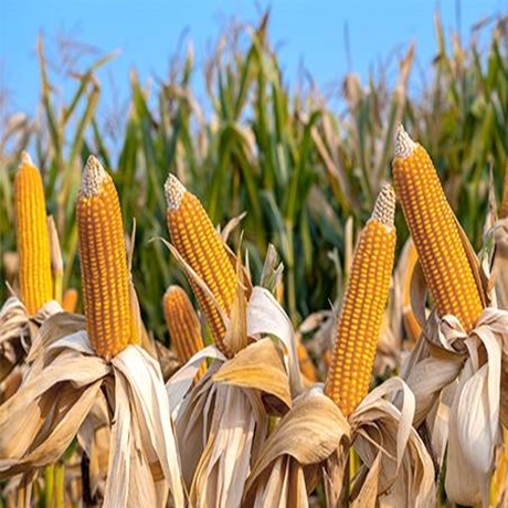 The 10,000-acre Corn Yield Improvement Project Is in Northeast China