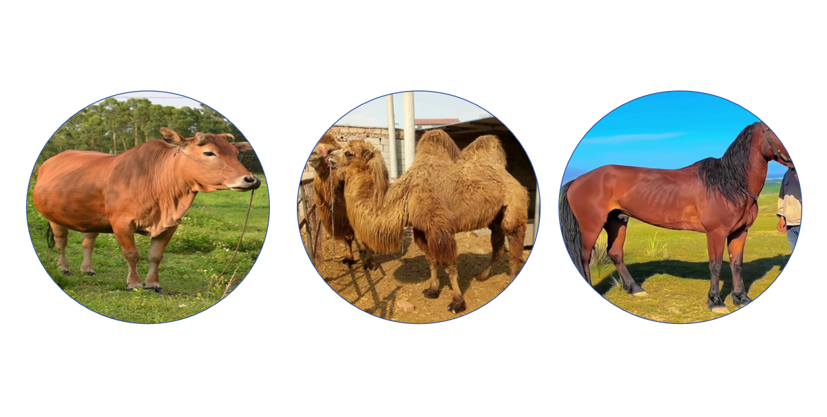 rumen bolus for healthy monitoring-BGT