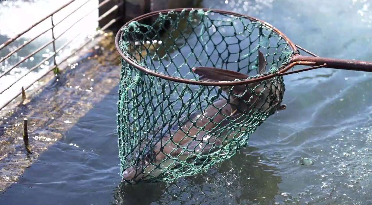 Aquaculture - Salmon