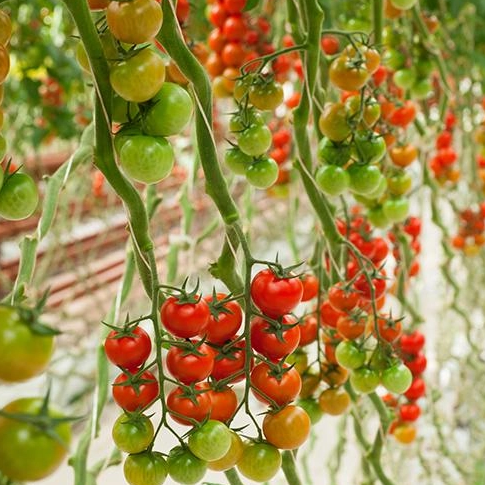 VR Digital Agriculture Demonstration Base – Smart Greenhouse Tomato Farm