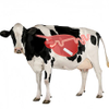 Rumen-Embedded Ruminant Health Monitoring Device for Livestock Breeding