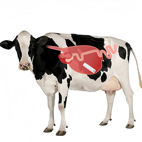 Rumen-Embedded Ruminant Health Monitoring Device for Livestock Breeding