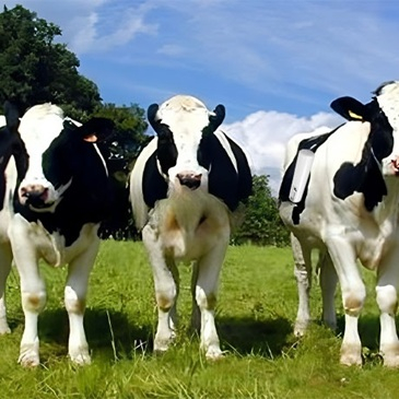 Livestock Breeding.jpg