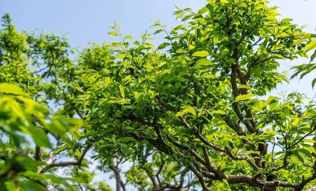 Intelligent Mountain Orchard