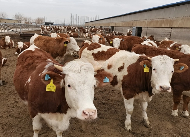 farming cow