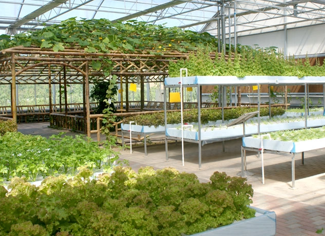 hydroponic solution
