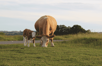 Smart Monitoring Technology for Bovine Mastitis