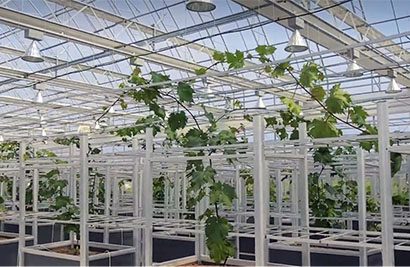 Automated Greenhouse Systems: How Climate Control & Smart Monitoring Boost Crop Yields