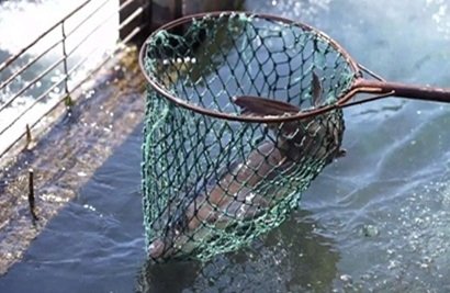catfish aquaculture.jpg
