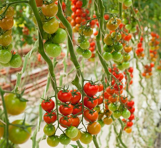 Greenhouse Automation tomato plant