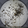 Intelligent Infrared Ray Pest Monitoring Light
