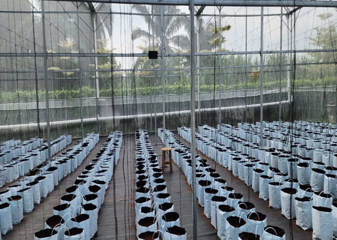 Smart Greenhouse Management Solution 