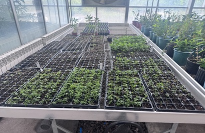 Automated Greenhouse Systems: The Core Technology for Future Efficient Agriculture