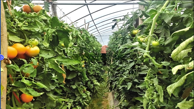 Greenhouse tomato plant