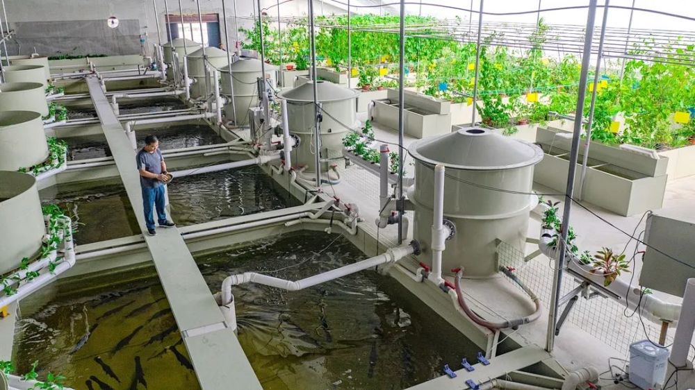 Aquaponics System1