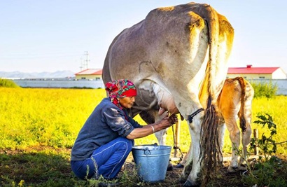 A New Era of Precision Livestock Health