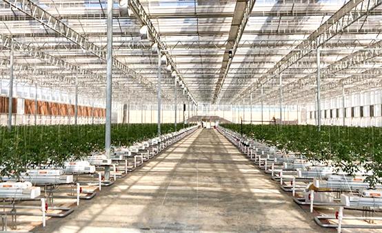 tomato plant