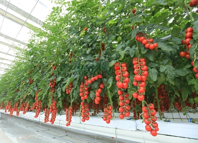 crop_1748505090967