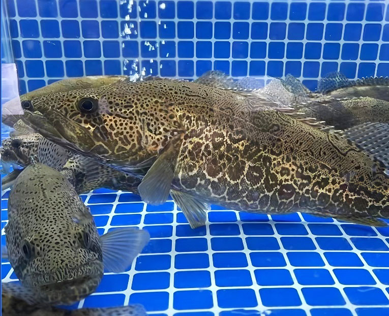 Mandarin fish farmer