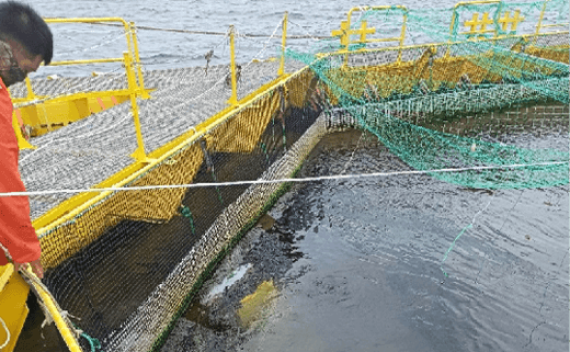 Net Wash04