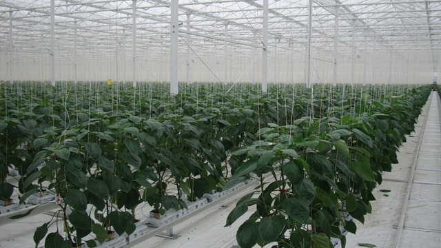 Greenhouse plant
