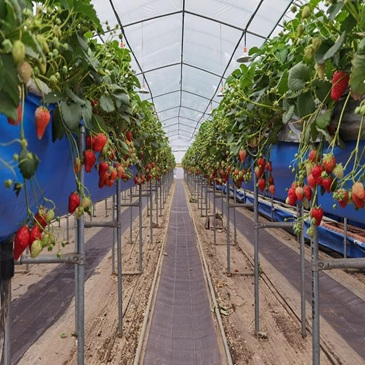 greenhouse - 副本.jpeg