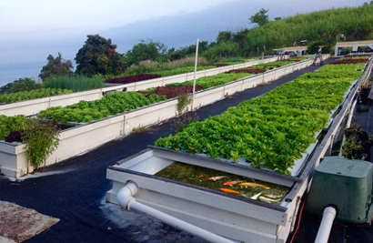 Aquaponics System.jpg