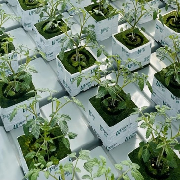 Cannabis planting substrate.jpg