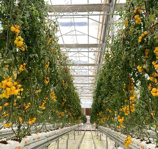 Greenhouse Automation tomato plant